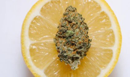 LEMON-HAZE2.jpg